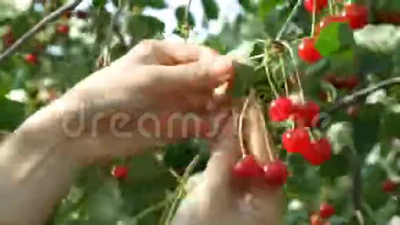 在果园里采摘成熟新鲜的樱桃视频的预览图