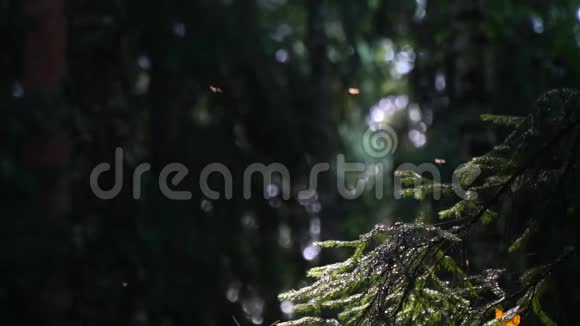 针叶林中飞虫的生活视频的预览图