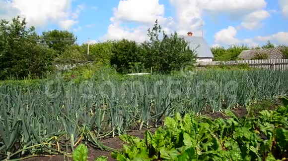 甜菜和洋葱在农村房子前的菜园里种视频的预览图