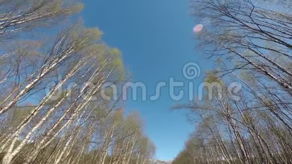 夏日蓝天上高大的白桦树视频的预览图