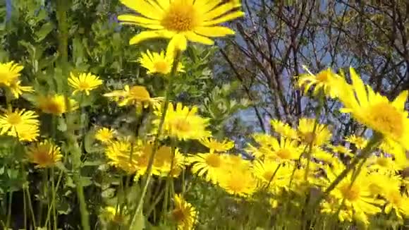 壮丽的夏日雏菊在阳光下视频的预览图