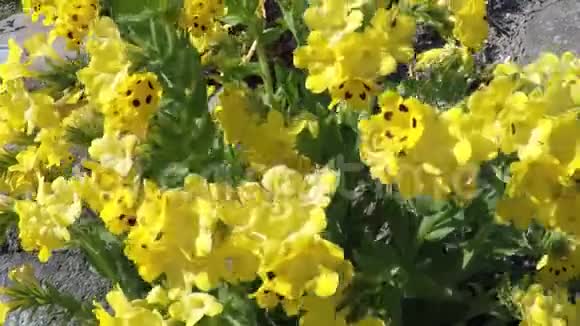 夏风中带褐色图案的雄伟黄色野花视频的预览图