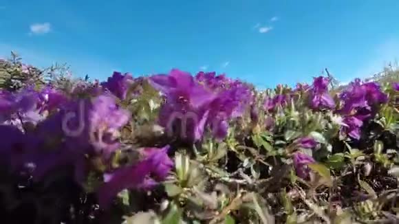 美丽的大黄蜂授粉紫罗兰花视频的预览图