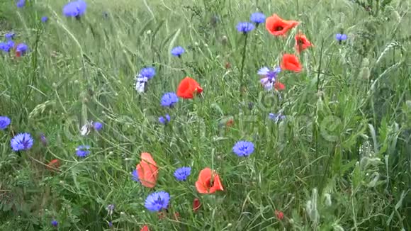 野花在绿色的黑麦地上又蓝又红视频的预览图