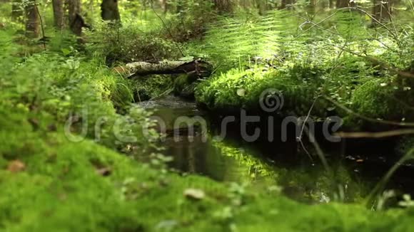 绿色的热带雨林溪流阳光明媚视频的预览图