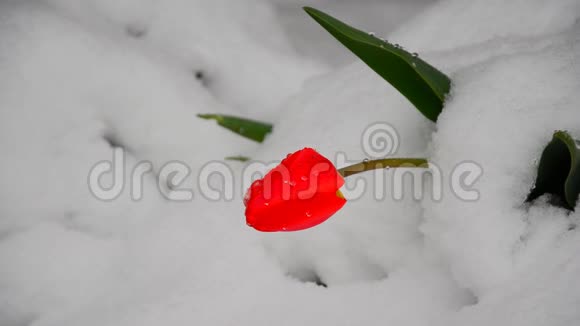 雪中的红色郁金香下雪了视频的预览图