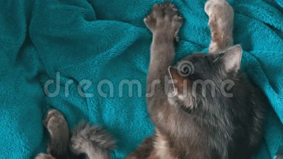 雌性的手轻轻地抚摸一只灰色猫的皮毛它睡在上面的视野里猫用爪子和按摩视频的预览图