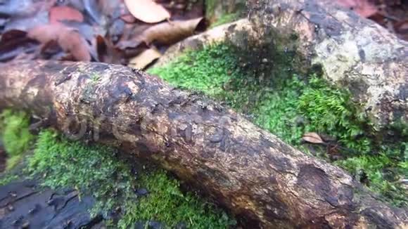 白蚁在森林中迁徙视频的预览图