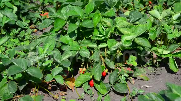 在野外的床上种植草莓视频的预览图