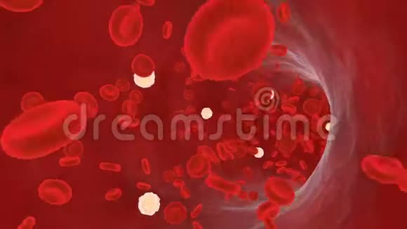 血管中的血细胞视频的预览图