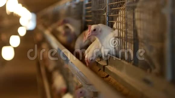 肉鸡饲养的家禽养殖场幼鸡坐在露天笼中啄食混合饲料牧场视频的预览图