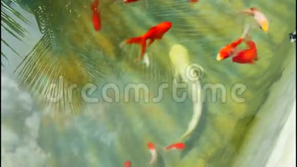 水下五颜六色的热带金鱼最大角度拍摄视频的预览图