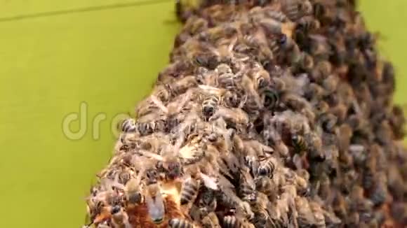 蜂群蜂巢在养蜂场框架与蜂蜜视频的预览图