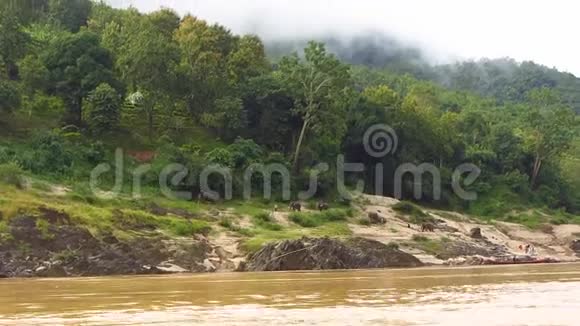 大象沿着湄公河跋涉视频的预览图