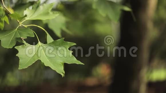绿叶枫在风中特写枫叶枫叶在风中摇摆视频的预览图