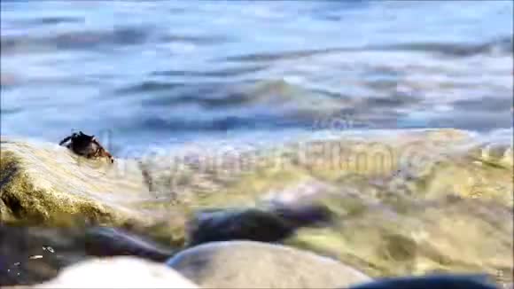 的小大理石螃蟹吃黑海上石头表面的海藻视频的预览图