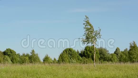 碧绿的草地蓝天映衬着桦树视频的预览图