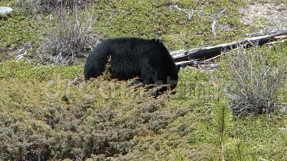 一只黑熊在加拿大北部放牧视频的预览图