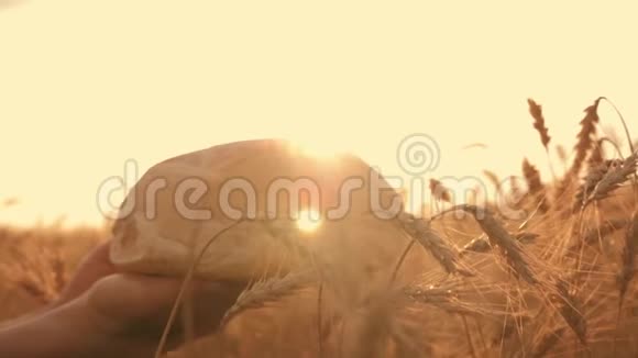 日落时分在麦田的背景下用白色热面包特写女性的手小麦穗状花序视频的预览图