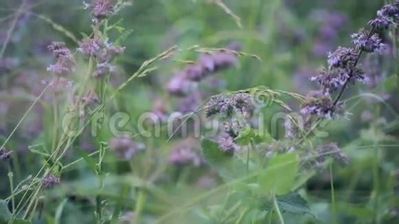 夏天草坪上的紫色花朵视频的预览图