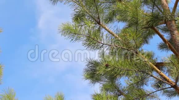 树枝吹着风蓝天上白云视频的预览图