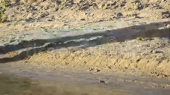 女孩和男人在不同方向的喷水中奔跑情侣在夏日的沙滩上相爱视频的预览图