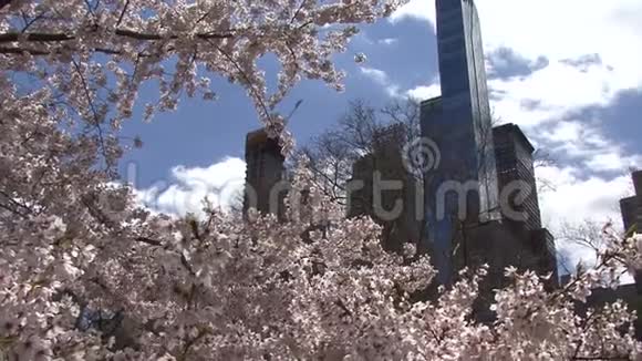 纽约市中央公园春花视频的预览图