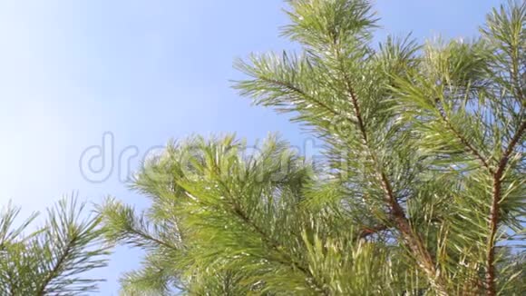 从下到上的风景绿松树针枝天空云视频的预览图