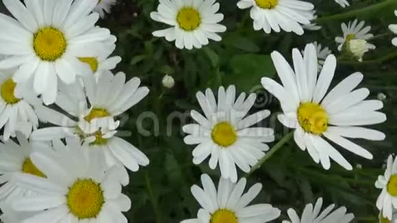 在花坛上生长的雏菊高清视频镜头运动摄像机视频的预览图