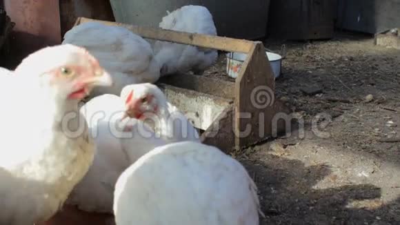 农场院子里的小白母鸡视频的预览图
