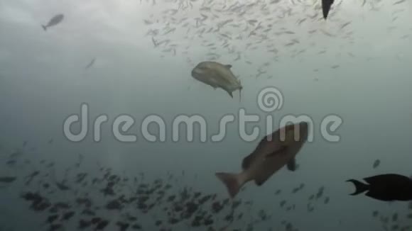学校的马鱼在水下寻找食物在马尔代夫视频的预览图