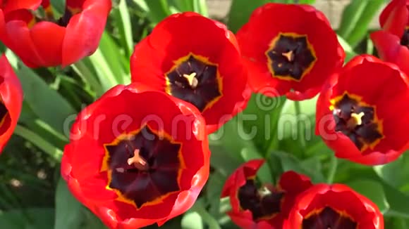 在阳光明媚的春天红色的家郁金香在一张废弃的床上4k视频的预览图