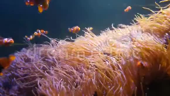 4K尼莫小丑鱼在五颜六色的健康珊瑚礁上的海葵中游泳海葵鱼尼莫小组在水下游泳视频的预览图