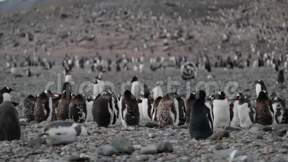 一群企鹅站在一起视频的预览图