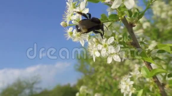 大黄蜂正在收集樱花上的花粉视频的预览图