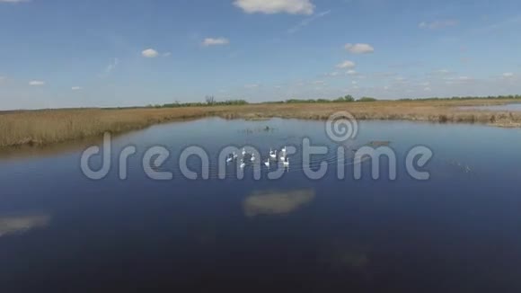 在湖上飞翔的天鹅视频的预览图