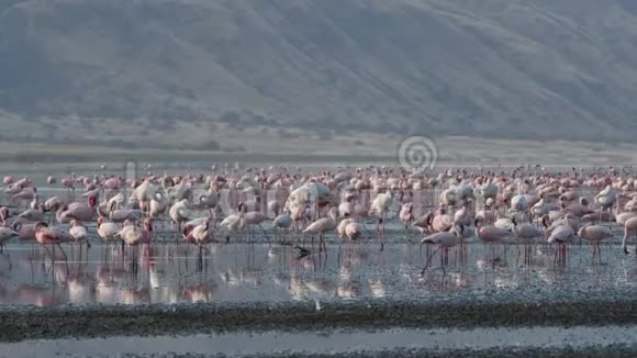 纳特龙湖上的火烈鸟小火烈鸟坦桑尼亚非洲4k视频的预览图