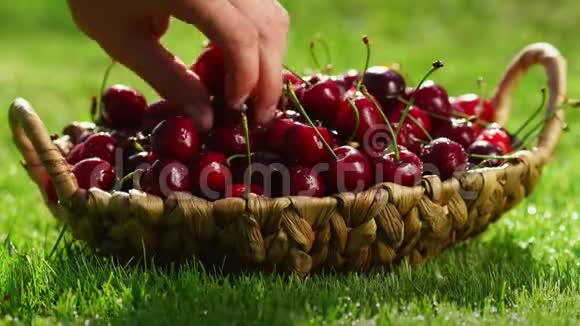 红色樱桃浆果的特写从一个站在绿草上的篮子里牵起一只手视频的预览图
