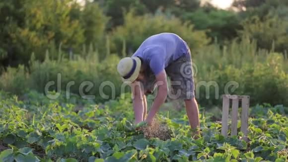 有机农场农民采摘黄瓜的特写镜头视频的预览图
