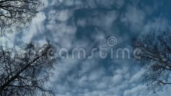 深蓝的天空白云在背景中移动高大的桦树视频的预览图