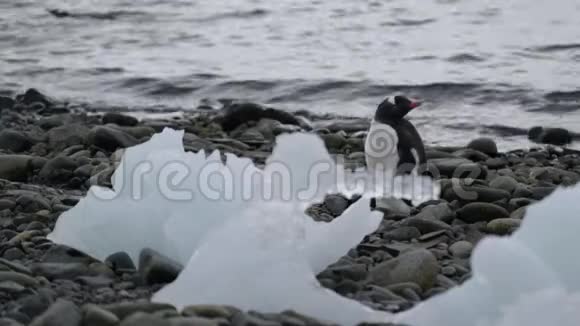 企鹅坐在岸边的鹅卵石上安德列夫视频的预览图
