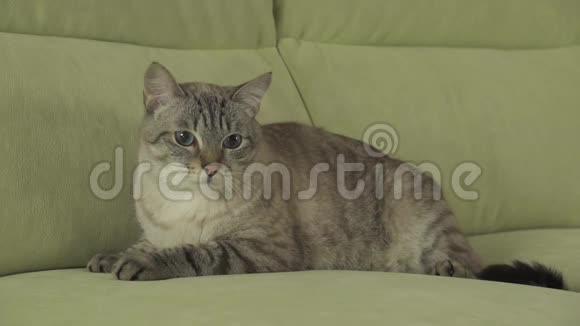 泰国猫品种躺在沙发上看着股票录像视频的预览图