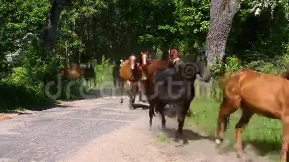 穿过乡间公路的马群视频的预览图
