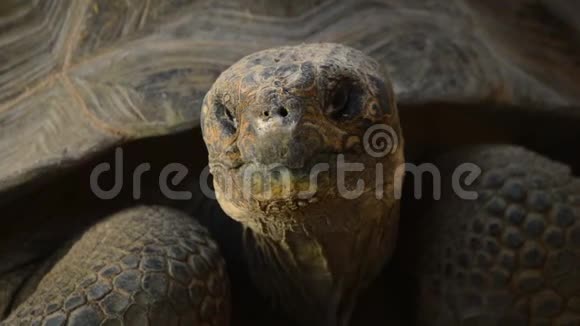 加拉帕戈斯龟头或加拉帕戈斯巨龟黑龙龟视频的预览图