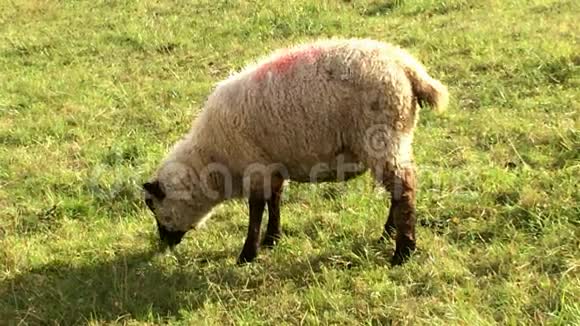 草地上的羊视频的预览图