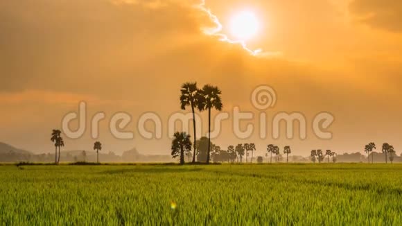 稻田景观和美丽的阳光时间流逝平底锅拍摄视频的预览图