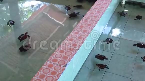 在吉利梅诺的海龟保护区视频的预览图