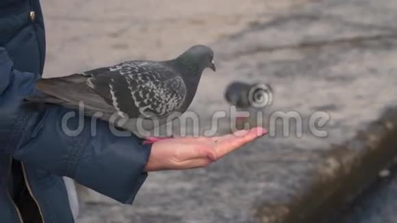 鸽子行走的女人的手视频的预览图