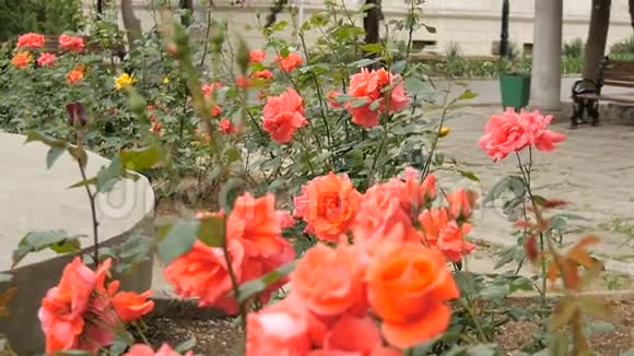 公园里美丽的红玫瑰视频的预览图