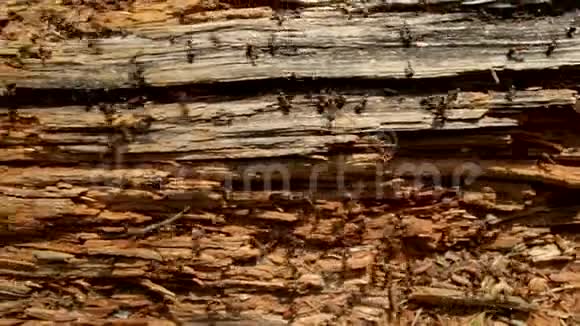 成千上万只蚂蚁在一个粗糙的木头圆木盘周围奔跑视频的预览图